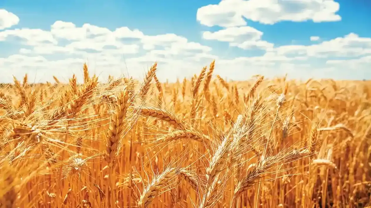 wheat Field image